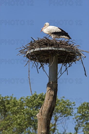 White stork