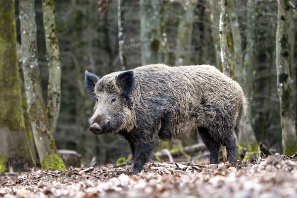 Wild boar