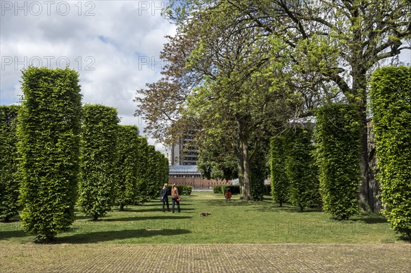 Hornbeam pillars evoke the lost church of the Sint-Baafsabdij