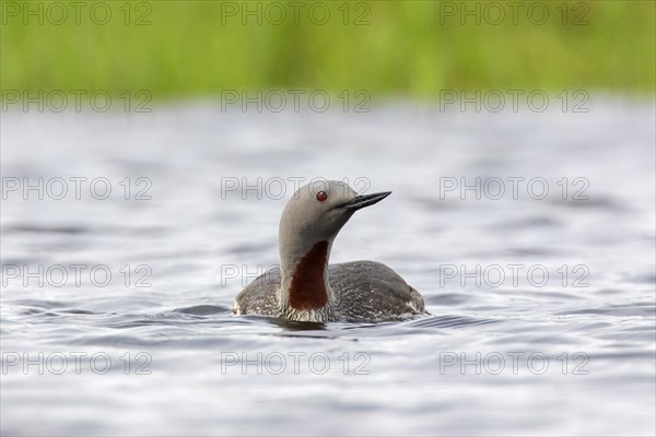 Red-throated loon