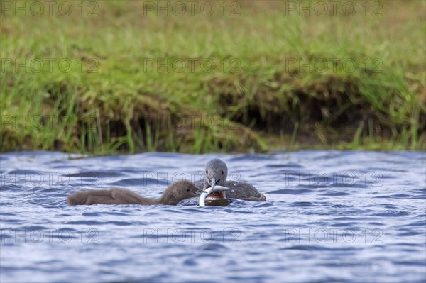 Red-throated loon