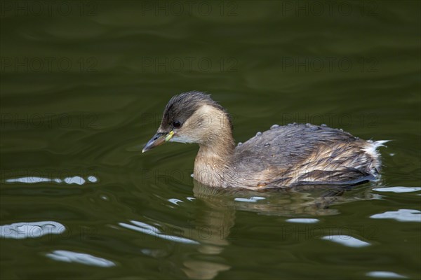 Little grebe