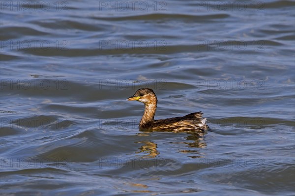 Little grebe