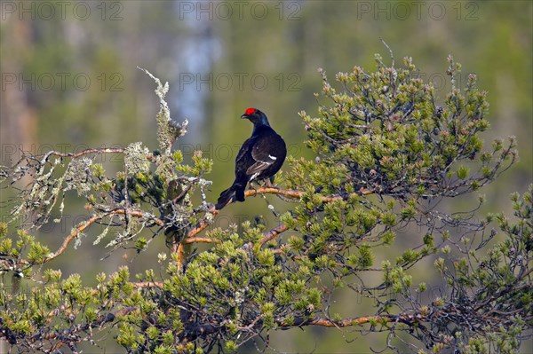 Black grouse