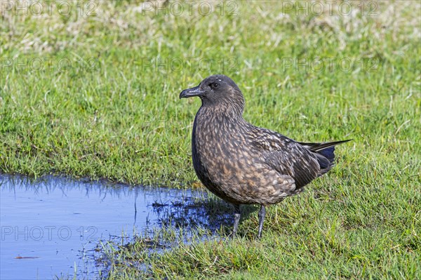 Great skua