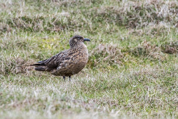 Great skua