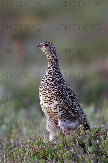 Icelandic rock ptarmigan