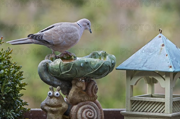 Eurasian Collared Dove