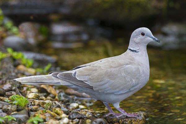 Eurasian collared dove