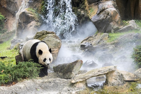 Giant panda