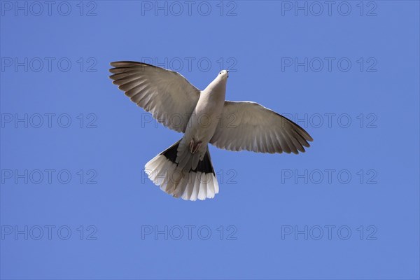 Eurasian collared dove