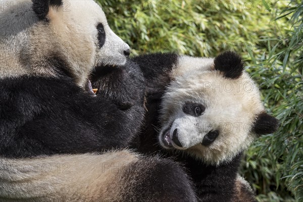 Giant panda