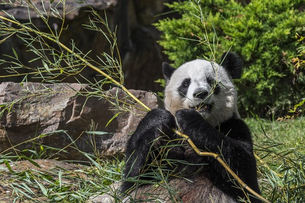 Close up of giant panda