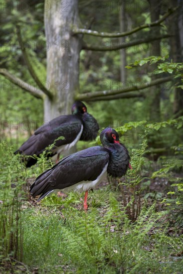 Two black storks