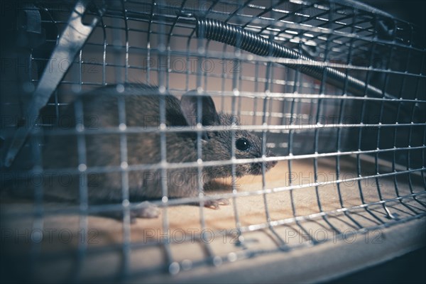 A mouse sits in a live trap for mice in Berlin. 18.04.2023.