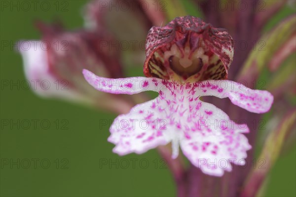 Flower figure on northern marsh-orchid