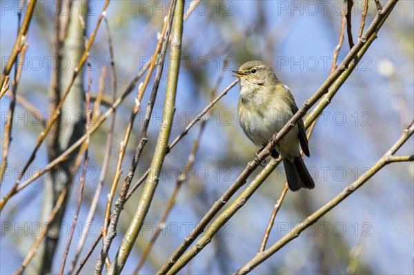 Common chiffchaff