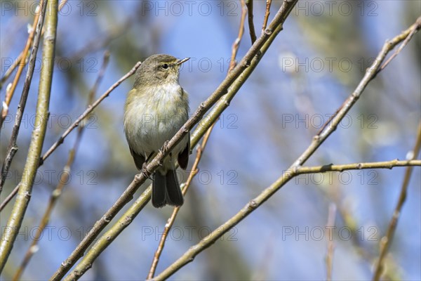 Common chiffchaff