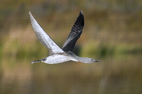 Red-throated loon