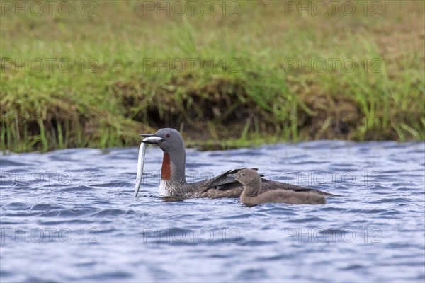 Red-throated loon