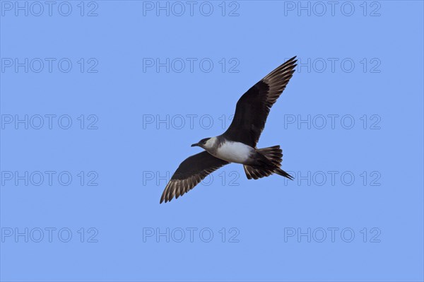 Arctic skua