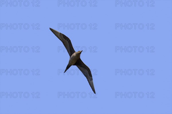 Arctic skua