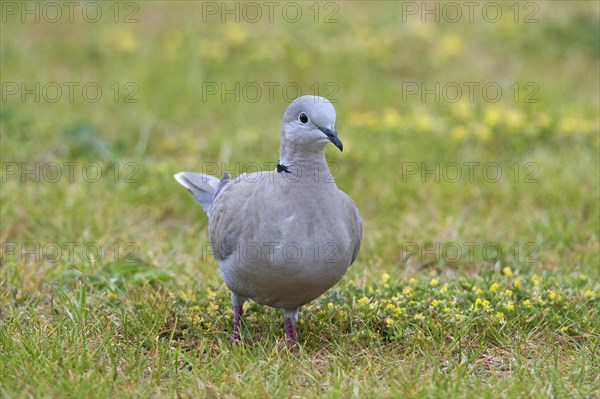 Eurasian collared dove