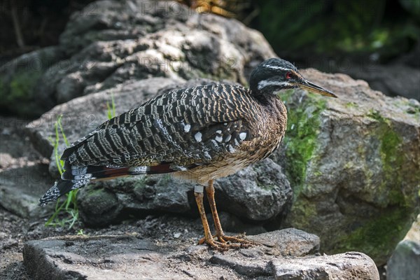 Sunbittern