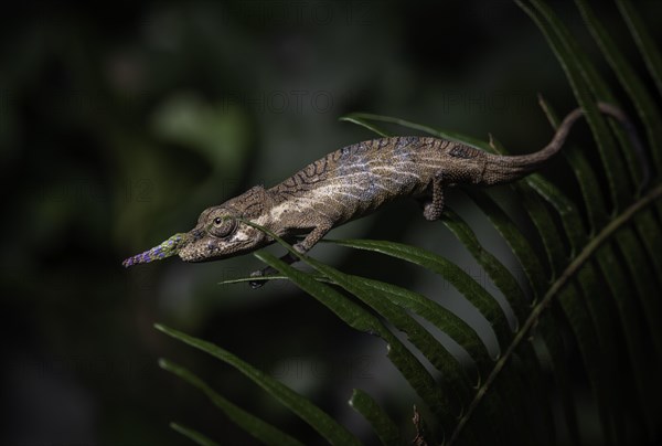 Pinocchi chameleon male