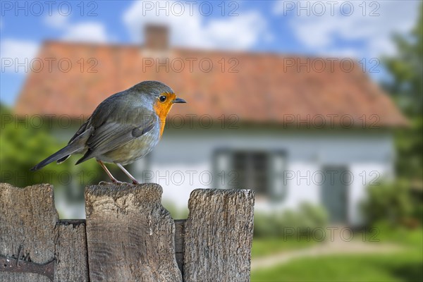 European robin