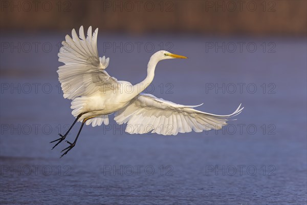 Great egret