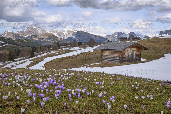 Crocus meadow in front of alpine hut