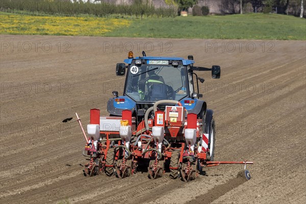 Sowing maize