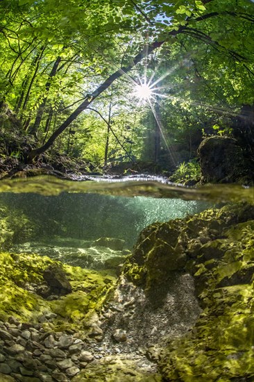 Underwater photo in a mountain stream in the Kalkalpen National Park