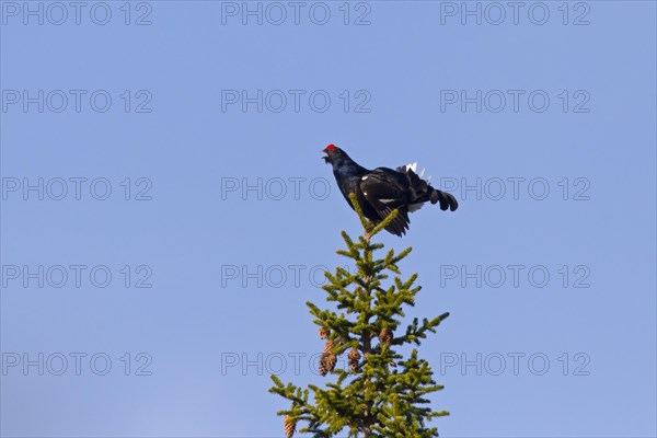 Black grouse