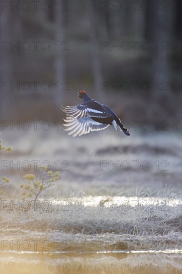 Black grouse