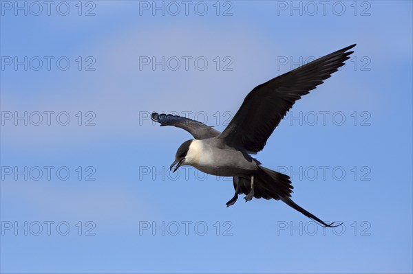 Long-tailed skua