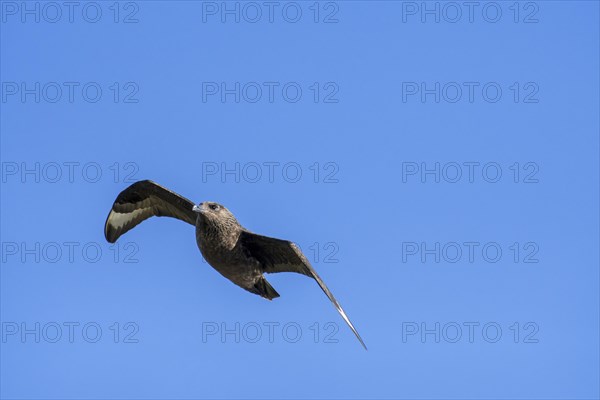 Great skua