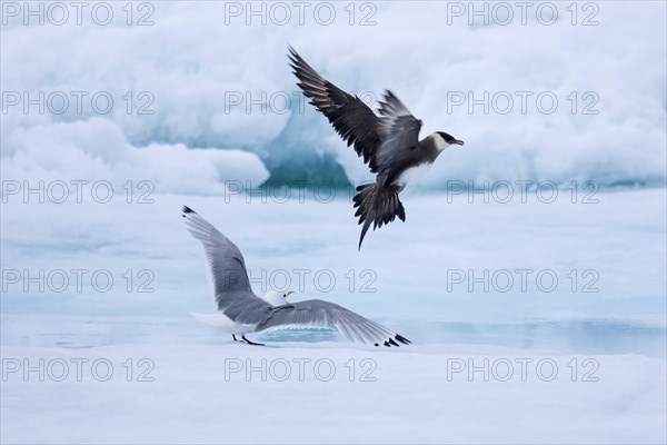 Arctic skua