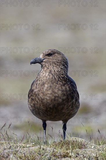 Great skua