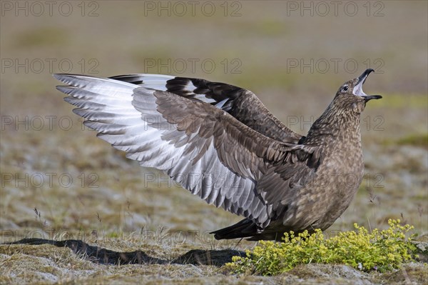 Great skua