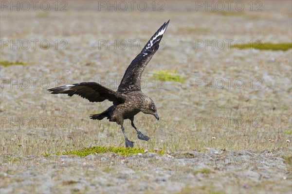 Great skua