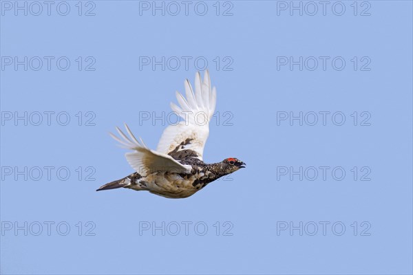 Icelandic rock ptarmigan