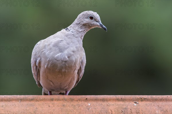 Eurasian collared dove