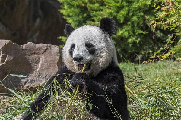 Close up of giant panda