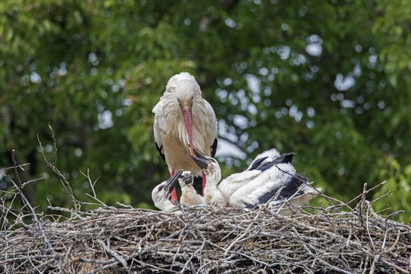 White storks