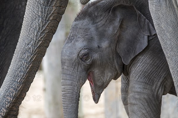 Close up of cute three week old calf in herd of Asian elephants