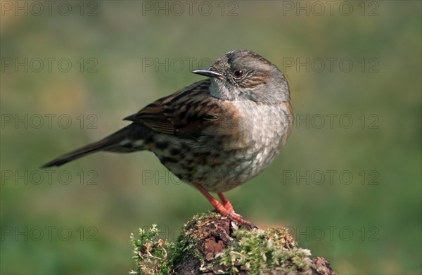 Dunnock