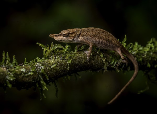 A female bicoloured chameleon