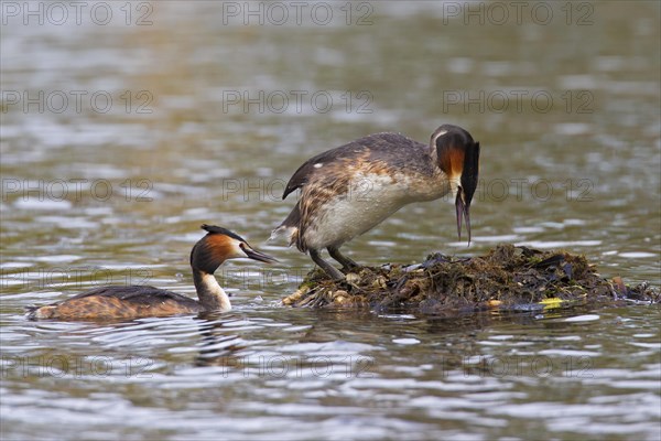 Great Crested Grebe